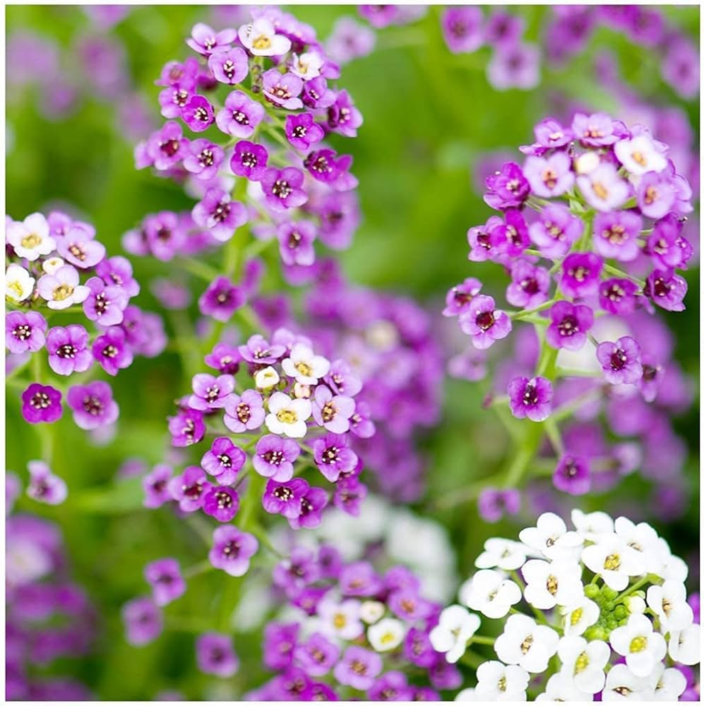 Alyssum royal carpet blue 1k tobias - Image 3