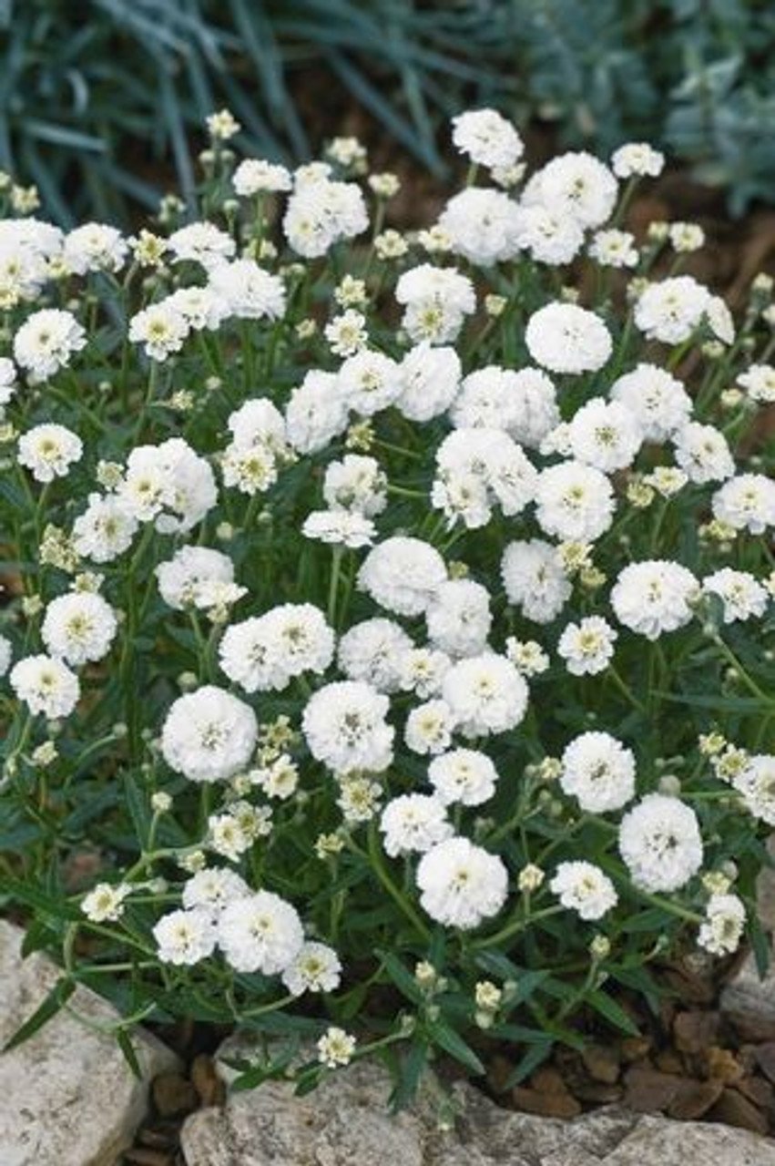 Achillea Ptarmica Marshmallow 1k Benery - Image 6