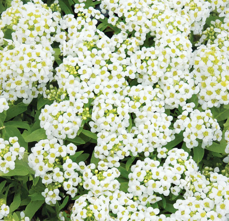 Alyssum spp. Wonderland White 5K Benary - Image 5