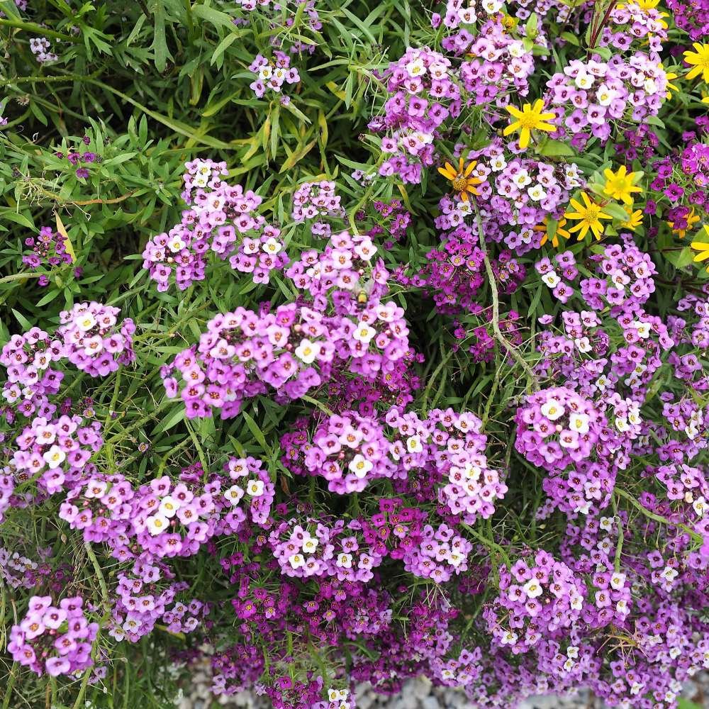 Alyssum royal carpet blue 1k tobias - Image 4