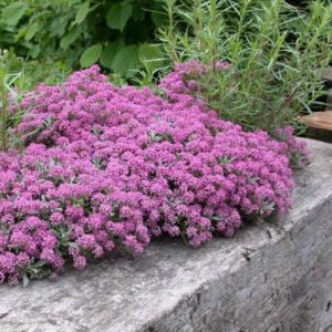 Alyssum spp wonderland pink 5k benary