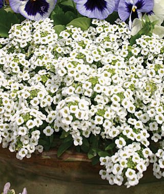 Alyssum spp. Wonderland White 5K Benary - Image 4