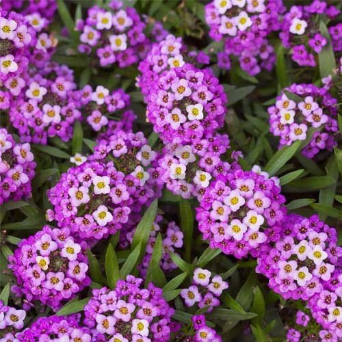 Alyssum royal carpet blue 1k tobias - Image 5