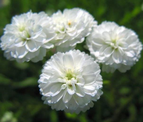 Achillea Ptarmica Marshmallow 1k Benery - Image 4
