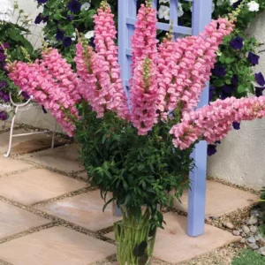 Antitthinum majus F1 Overture II Pink 1k Syngenta