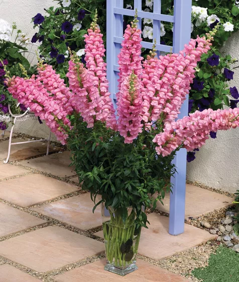 Antitthinum majus F1 Overture II Pink 1k Syngenta