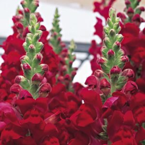 Antitthinum majus F1 Overture II Red 1k Syngenta