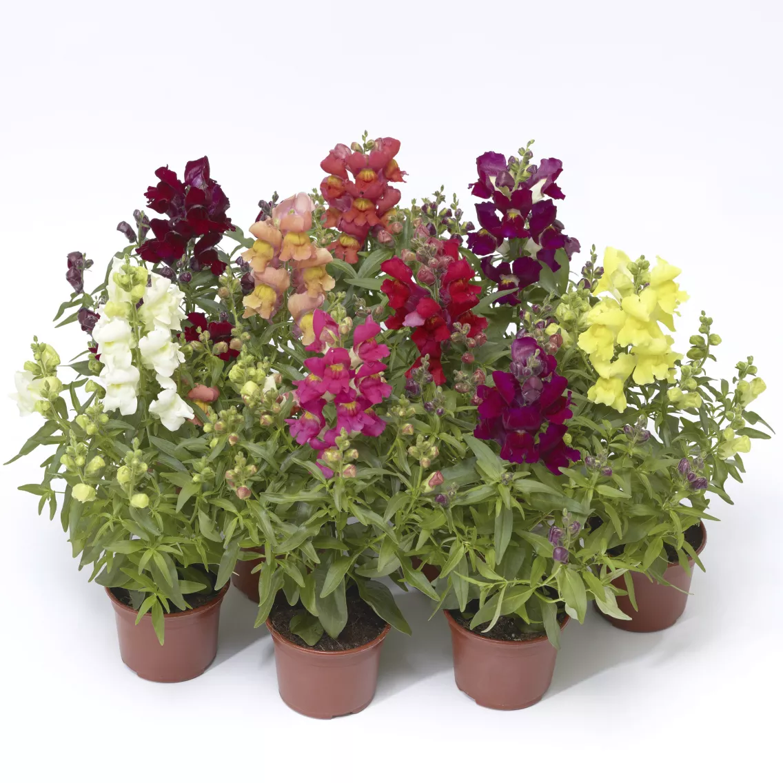 Antirrhinum Snaptini Mix 1k Syngenta - Image 2