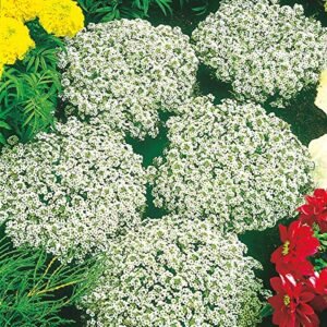 Alyssum Snow Crystals 1k Tobias
