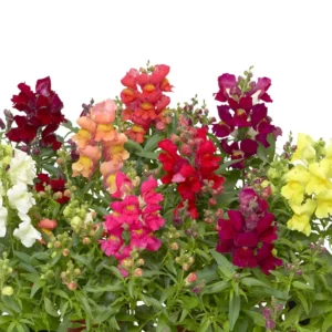 Antirrhinum Snaptini Mix 1k Syngenta