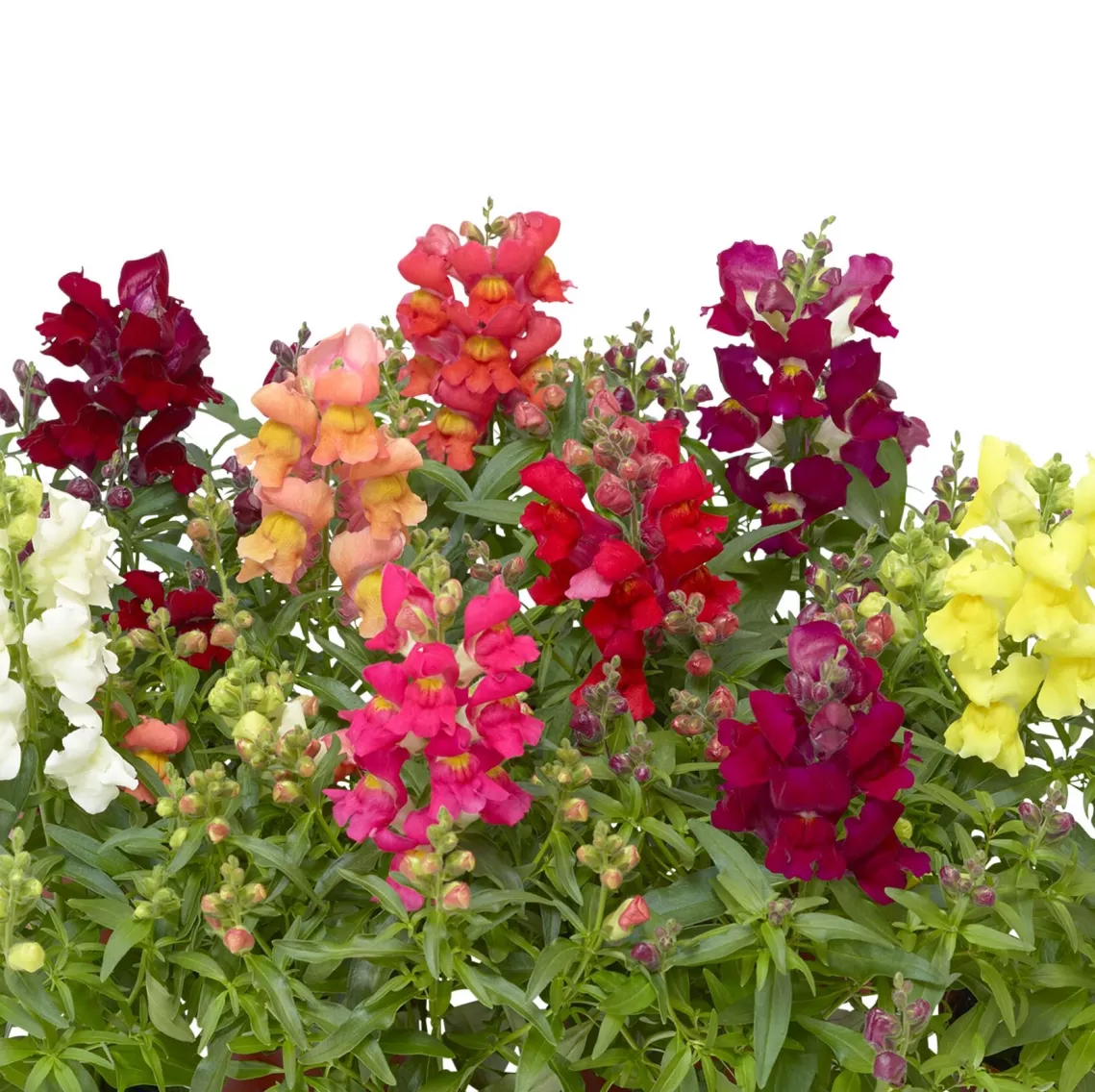 Antirrhinum Snaptini Mix 1k Syngenta