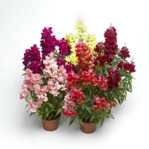 Antirrhinum Bedding Snapshot Mix 1k PanAm