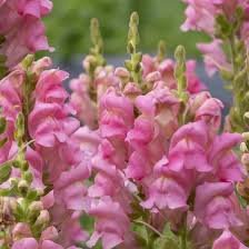 Antitthinum majus F1 Overture II Pink 1k Syngenta - Image 4