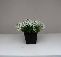 Alyssum Snow Crystals 1k Tobias - Image 3