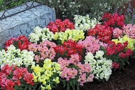 Antirhhinum FL. Showers Mix 1k Tobias - Image 3