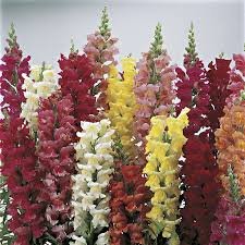 Antirrhinum majus (Semi-Tall) Liberty Classic Mix 1k