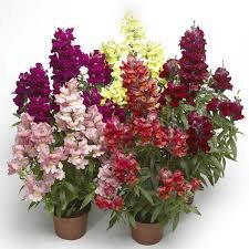 Antirrhinum majus (Semi-Tall) Snaptastic Mix 1k Syngenta