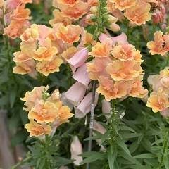 Antirhhinum Twinny (Double) Mix 1k Hem Genetics