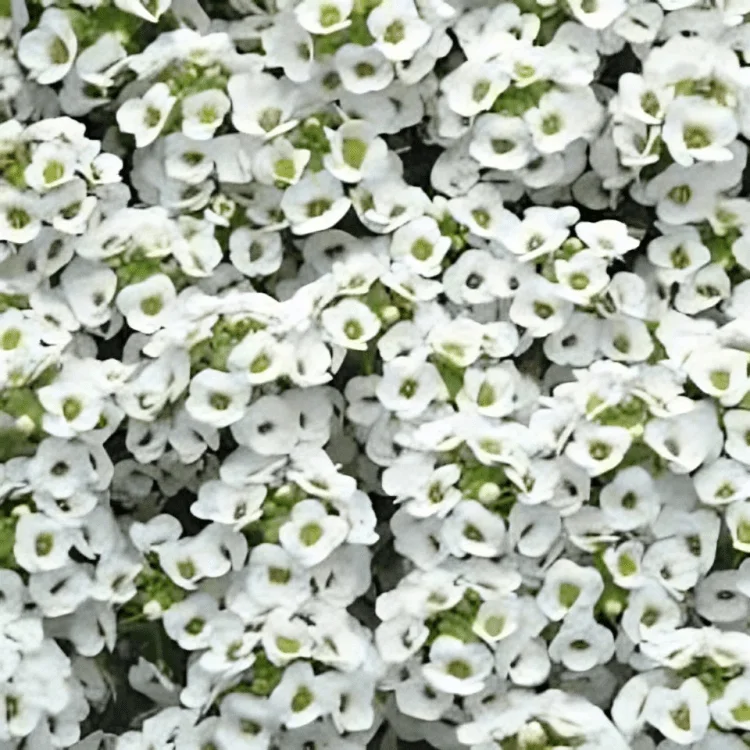 Alyssum Snow Crystals 1k Tobias - Image 5