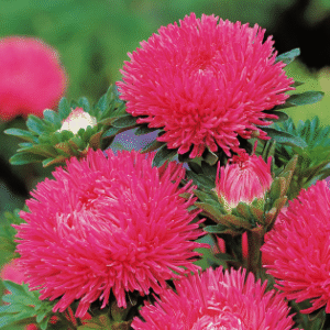 Callistephus Chinensis Caramine Rose 1k Benary