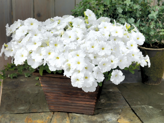 Petunia Success TR White 5H Benary