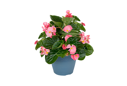 Begonia x Benariensis BIG Series - Image 2