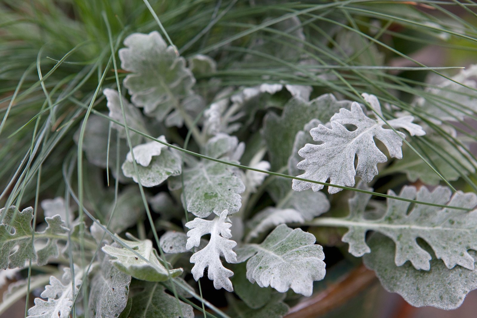 Senecio Cineraria Silverdust 1k Benary - Image 3