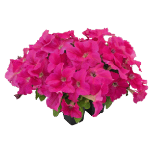 Petunnia Success TR Pink 5H Benary