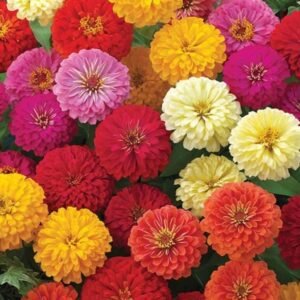 Zinnia F1 Dreamland Mix 5g Takii