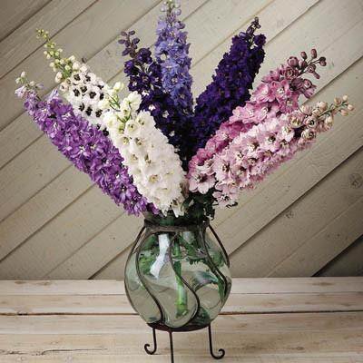 Delphinium Elatum Magic Fountains Mix 1k Benary - Image 2