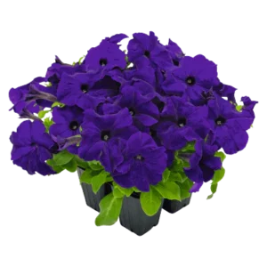 Petunia x Hybrida Success HD Blue 1k Benary