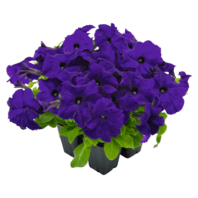 Petunia x Hybrida Success HD Blue 1k Benary