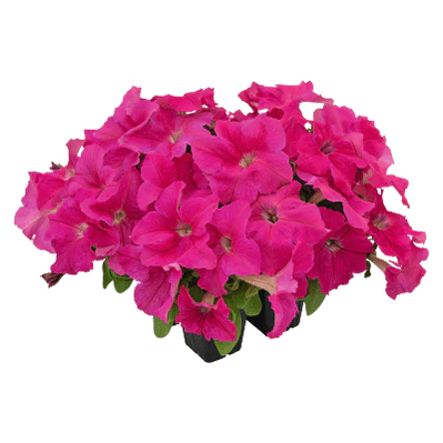 Petunia x Hybrida Success HD Blue 1k Benary - Image 3