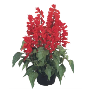 Salvia Cover Girl 1k Benary