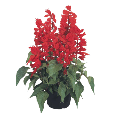 Salvia Cover Girl 1k Benary