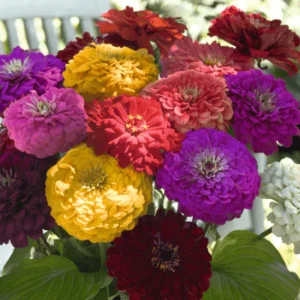 Zinnia elegans Benary's Giant Series