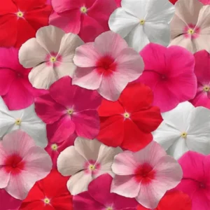 Vinca Mediterranean Xp Series