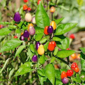 Ornamental Chilli Series