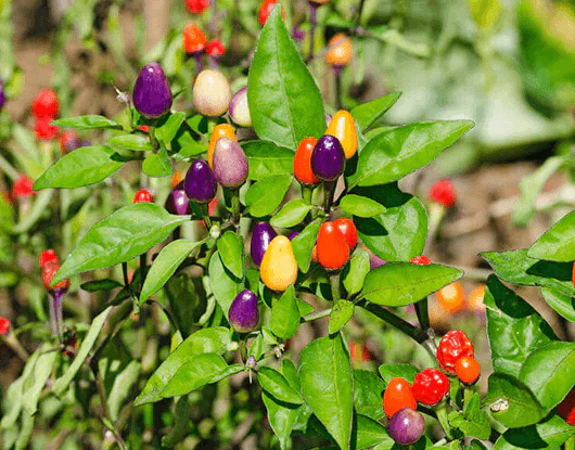 Ornamental Chilli Series