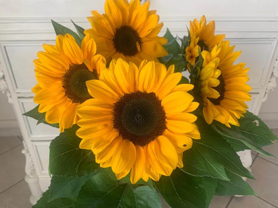 Sunflower Vesuvio F1 Tangy 1k Tobias - Image 2