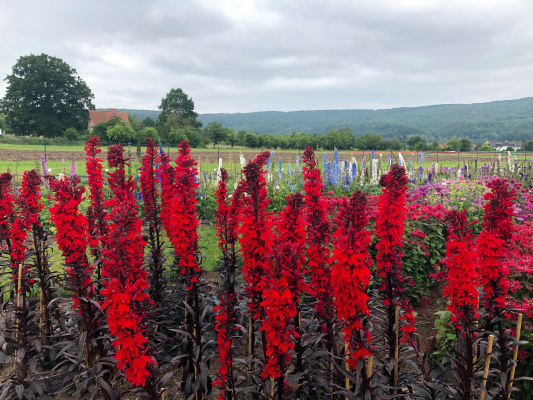 Lobelia Fulgens Queen Victoria 1k Benary - Image 2