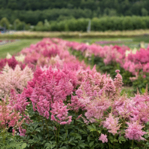 Astilbe Arendesii Showstar 1k Bneary