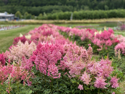 Astilbe Arendesii Showstar 1k Bneary