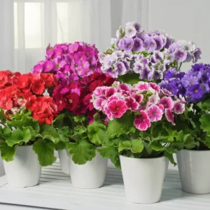 Primula Obconico Original Mix 1K Schoneveld