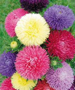 Callistephus Chinensis Gala Series