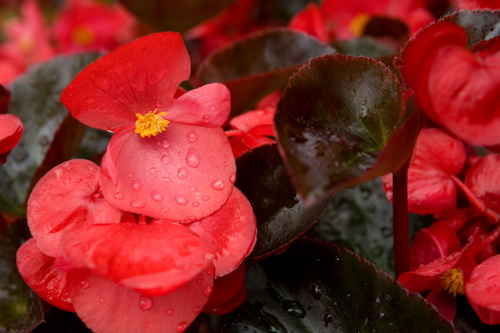 Begonia x Benariensis BIG Series - Image 5