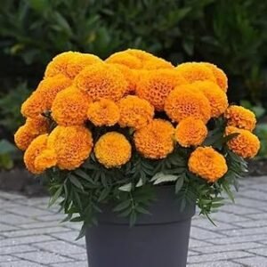 Marigold F1 Angel Series