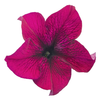 Petunia GF F1 Success 360 series - Image 3