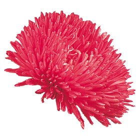 Callistephus Chinensis Gala Series - Image 3