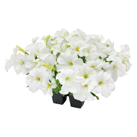 Petunia GF F1 Success 360 series - Image 8